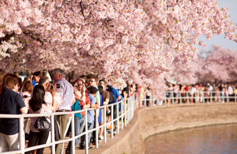 festival-flor-de-cerezo-japon